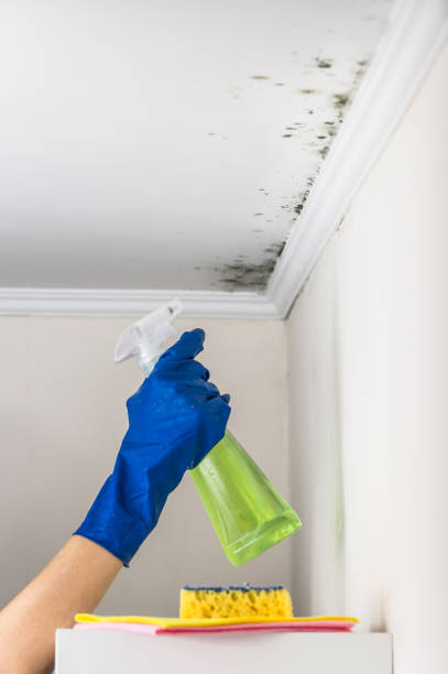 Best Residential Mold Inspection & Testing  in Conway, AR